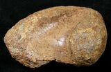 Indeterminate Dinosaur Ankle Bone - Judith River #14829-1